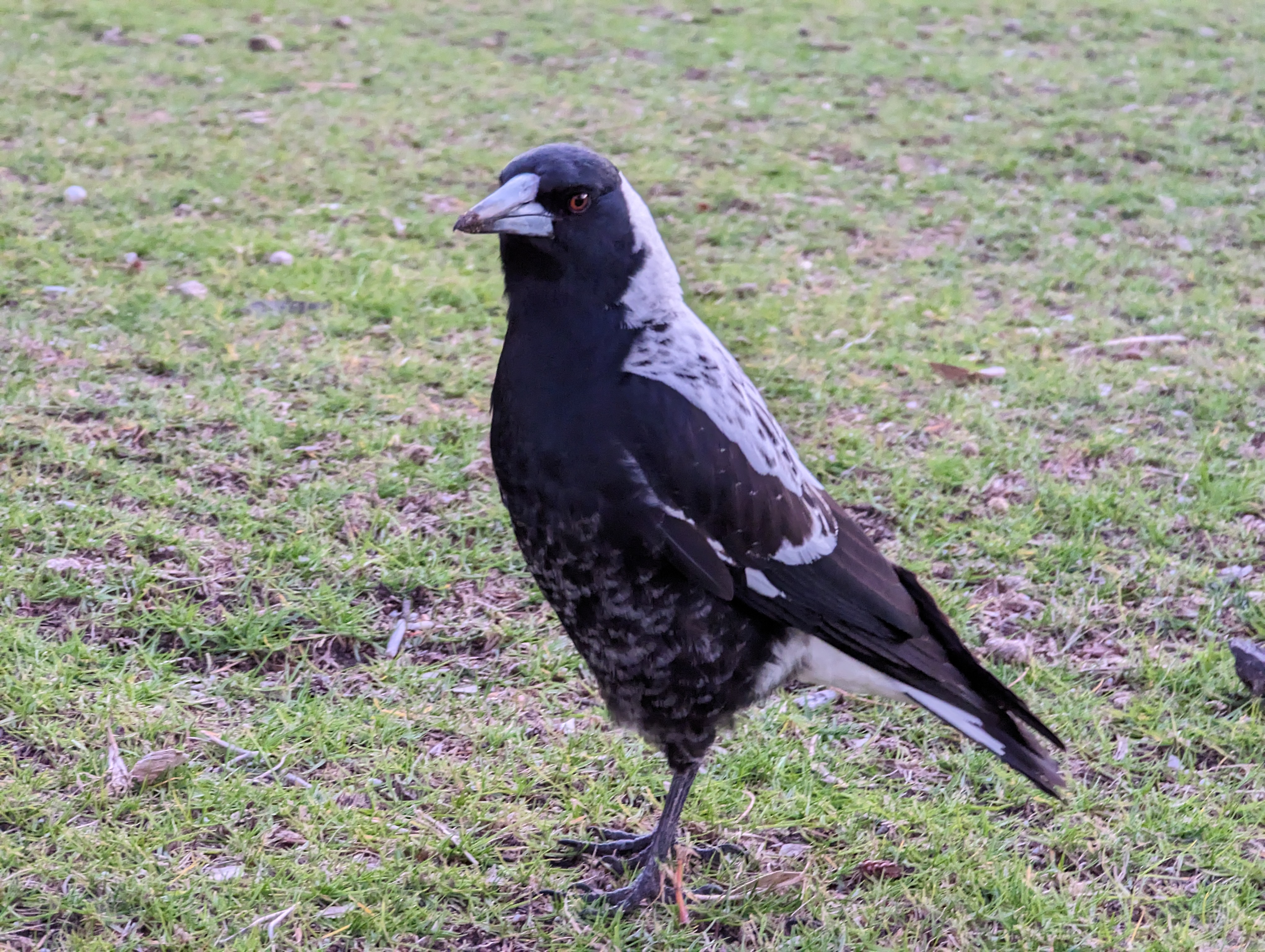 A black and white Australian magpie standing on grass.