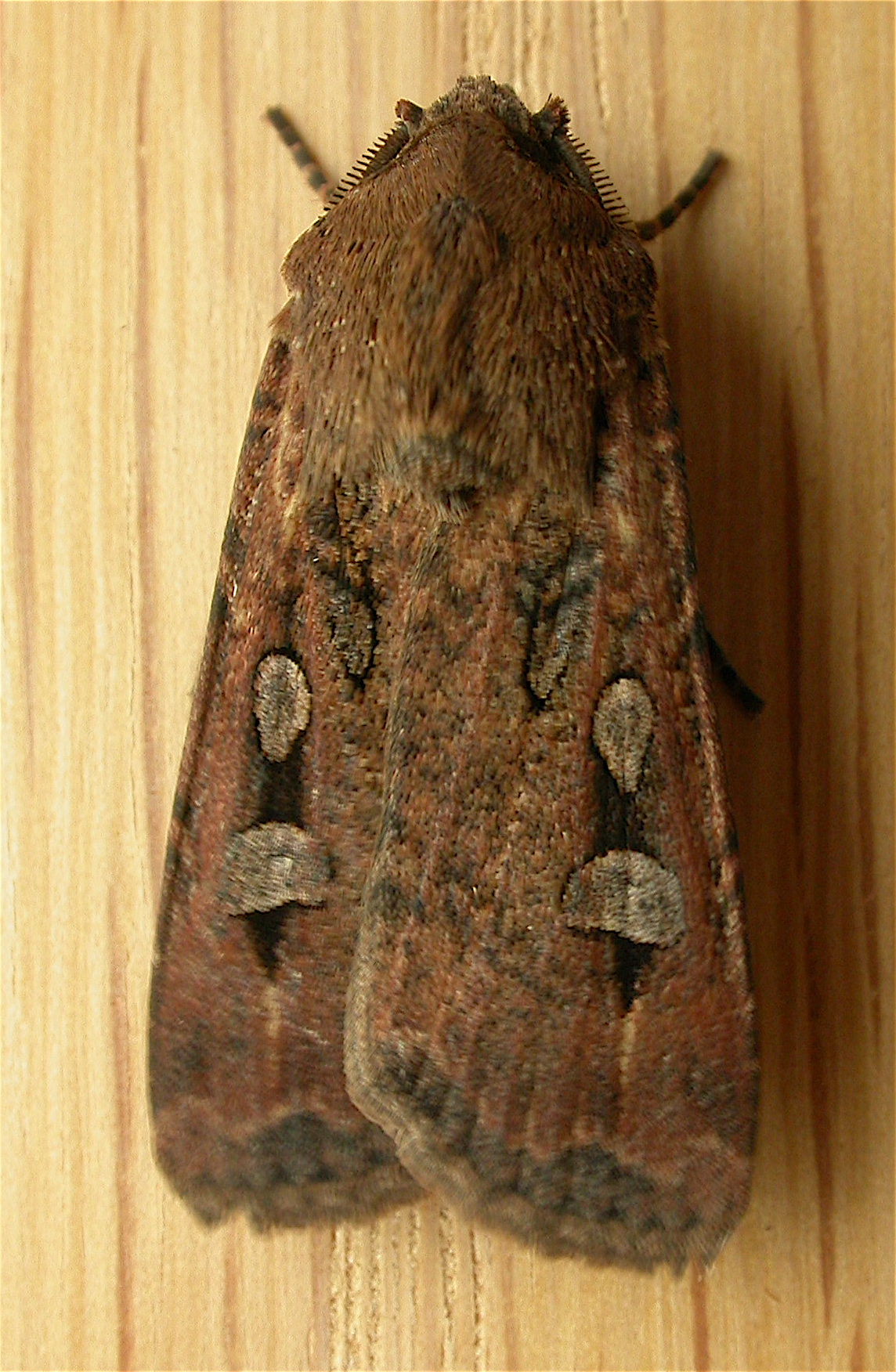 A bogong moth photographed in Aranda, ACT, in October 2008